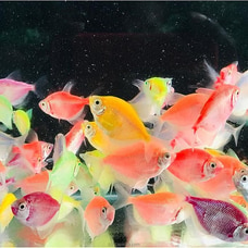Beautiful Glowfish Tetras - Buy pet Online for specialGifts