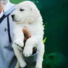 The Charlie - Real Puppy - Golden Retriever (English Cream) - Home For  A Puppy- Gift For Dog Lovers Buy pet Online for specialGifts