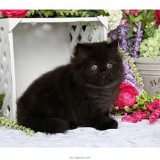 The Shadow - Real Cat - Black Persian Cat - Home For A Cat - Gift For Cat Lovers Buy pet Online for specialGifts