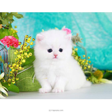 The Diva - Real Cat - Pure White Persian Cat - Home For A Cat - Gift For Cat Lovers Buy teachers day Online for specialGifts