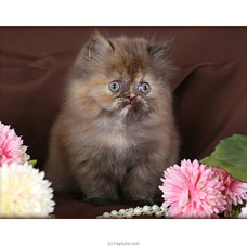 The Sahara - Real Cat - Tortoiseshell Persian Cat - Home For A Cat - Gift For Cat Lovers Buy pet Online for specialGifts