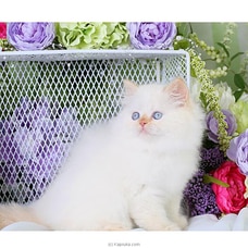 The Latte - Real Cat - Flame pointed Persian Cat - Home For A Cat - Gift For Cat Lovers Buy childrens day Online for specialGifts
