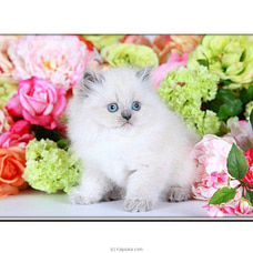 The Everest - Real Cat - Blue pointed Persian Cat - Home For A Cat - Gift For Cat Lovers Buy pet Online for specialGifts