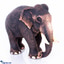 Shop in Sri Lanka for Live Posing Elephant 5 Inch