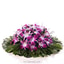 Shop in Sri Lanka for Orchid Coffin Wreath