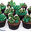 Shop in Sri Lanka for Cactus Lovers Cupcakes - 12 Pieces