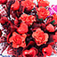 Shop in Sri Lanka for Red Rose Hearts