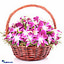 Shop in Sri Lanka for Orchid Basket