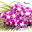 Shop in Sri Lanka for Orchids Wrap Flower Bouquet