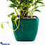 Shop in Sri Lanka for Scindapsus marble Queen