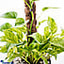 Shop in Sri Lanka for Scindapsus marble Queen