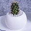 Shop in Sri Lanka for My Better Half Cactus Pot With Nordic Design Couple Statue