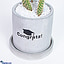Shop in Sri Lanka for Congratz And You Did It !- Cactus Plant - Gift For Achievement- Gift For Graduation Celebration