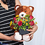 Shop in Sri Lanka for Cuddles Of Love - Teddy With Flower Holder And Java 12 Piece Chocolate