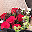 Shop in Sri Lanka for Blossoming Six Red Roses For My Love