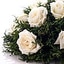 Shop in Sri Lanka for White Roses Coffin Wreath