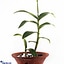 Shop in Sri Lanka for Dendrobium Orchid Plant