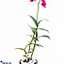 Shop in Sri Lanka for Dendrobium Orchid Plant