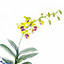 Shop in Sri Lanka for Yellow Dendrobium Orchid Plant