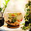 Shop in Sri Lanka for Aquarium Loveland - The Fish Glass Bowl For Lovers 4 Pairs Of Tetra Fish