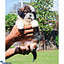 Shop in Sri Lanka for The Gizmo - Real Puppy - Shih Tzu Puppies- Home For A Puppy- Gift For Dog Lovers