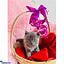 Shop in Sri Lanka for The Otis - Real Cat - Grey Colour Persian Cat - Home For A Cat - Gift For Cat Lovers