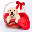 Shop in Sri Lanka for The Randy- Real Puppy - Labrador Puppies- Home For A Puppy- Gift For Dog Lovers