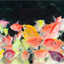 Shop in Sri Lanka for Beautiful Glowfish Tetras - 50 Pairs