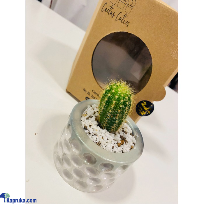 Golden Elegance Cactus Cutie Online at Kapruka | Product# EF_PC_FLOW0V870P00005