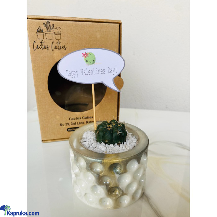Prickly Pearl Cactus Cutie Online at Kapruka | Product# EF_PC_FLOW0V870P00013