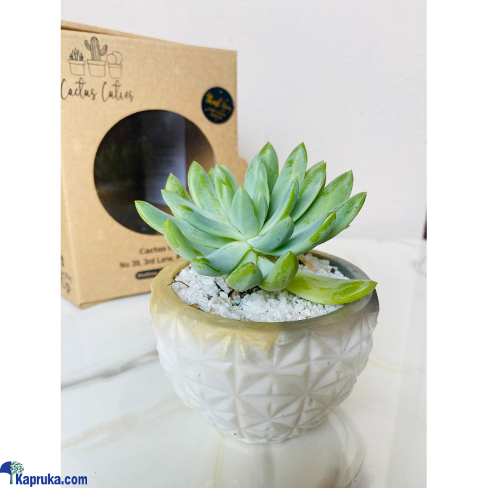 Luminous Luminary Cactus Cutie Online at Kapruka | Product# EF_PC_FLOW0V870P00014
