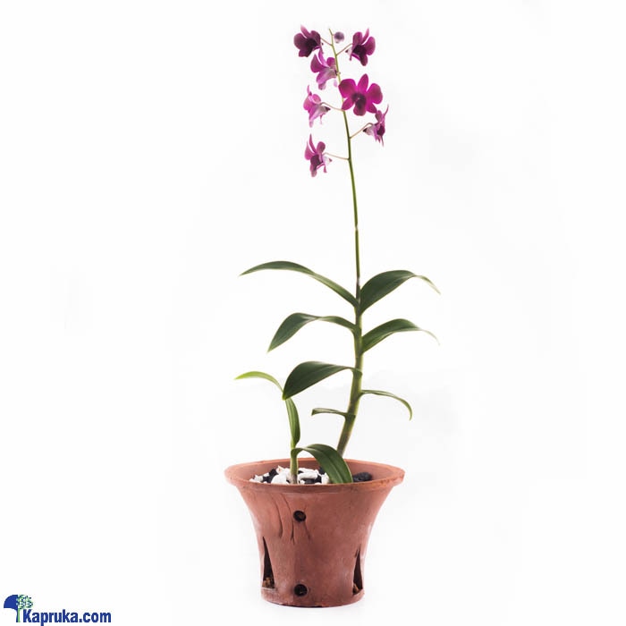 Dendrobium Orchid Plant Online at Kapruka | Product# flowers00T953