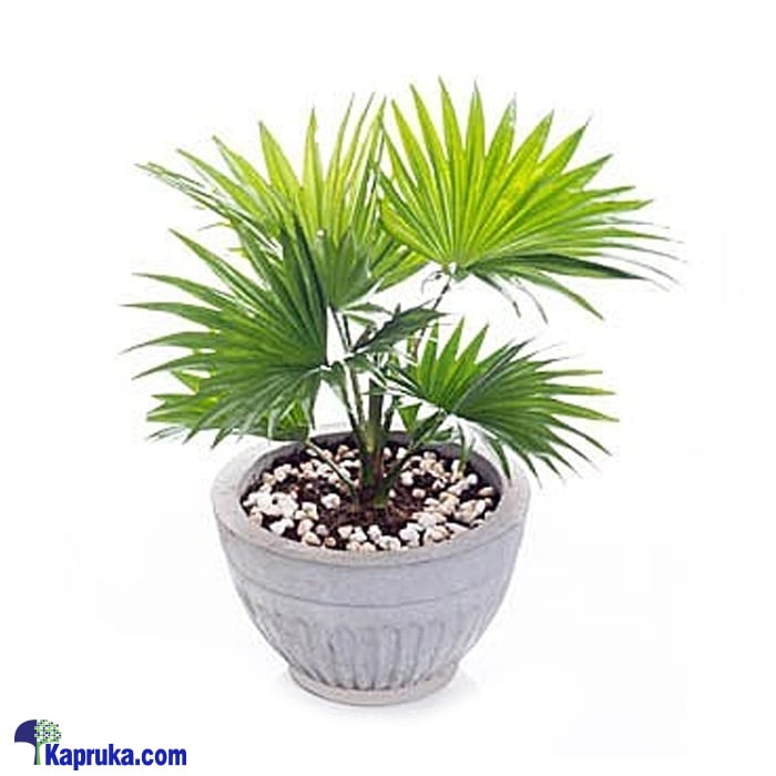 Livistona Indoor Plant Online at Kapruka | Product# flowers00T988