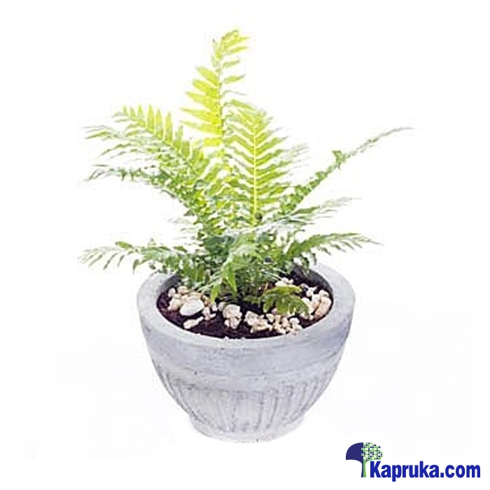 Silver Lady Plant Online at Kapruka | Product# flowers00T985