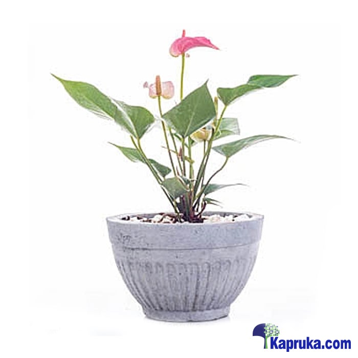 Anthurium Pink Champion Online at Kapruka | Product# flowers00T984
