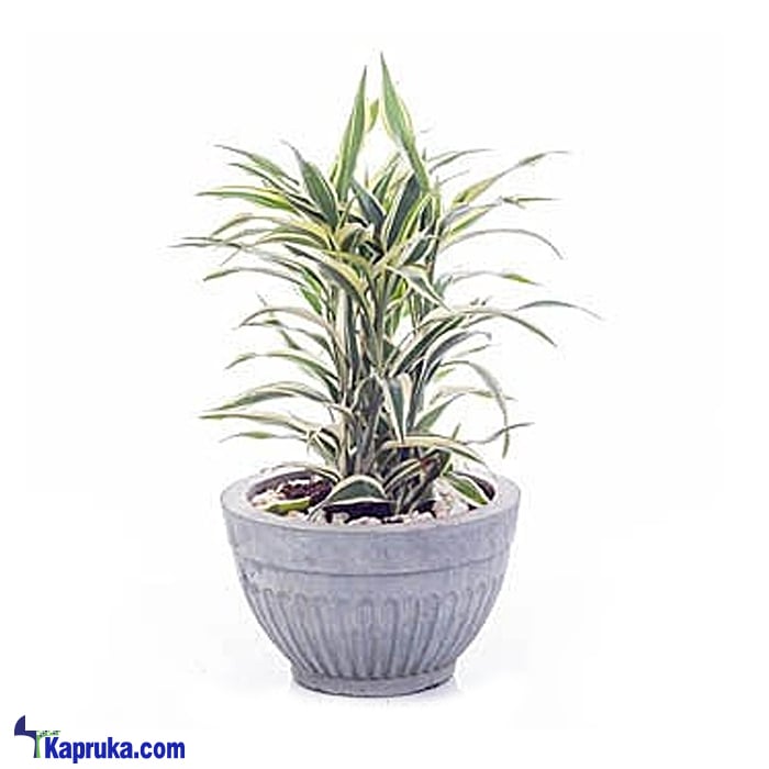 Sanderiana White Indoor Live Plant Online at Kapruka | Product# flowers00T990