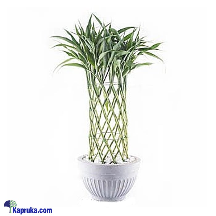 Sandriyana Decorative Plant Online at Kapruka | Product# flowers00T991