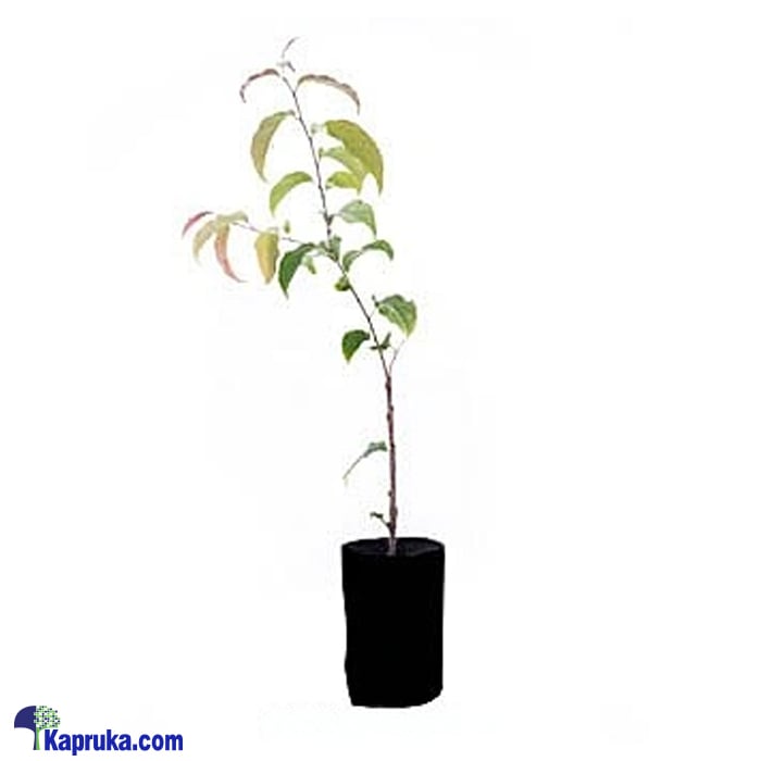 Uguressa Plant Online at Kapruka | Product# flowers00T1004