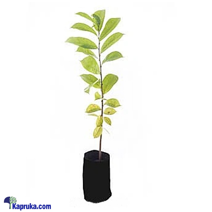 Soursop Plant (katu Anoda) Online at Kapruka | Product# flowers00T1002