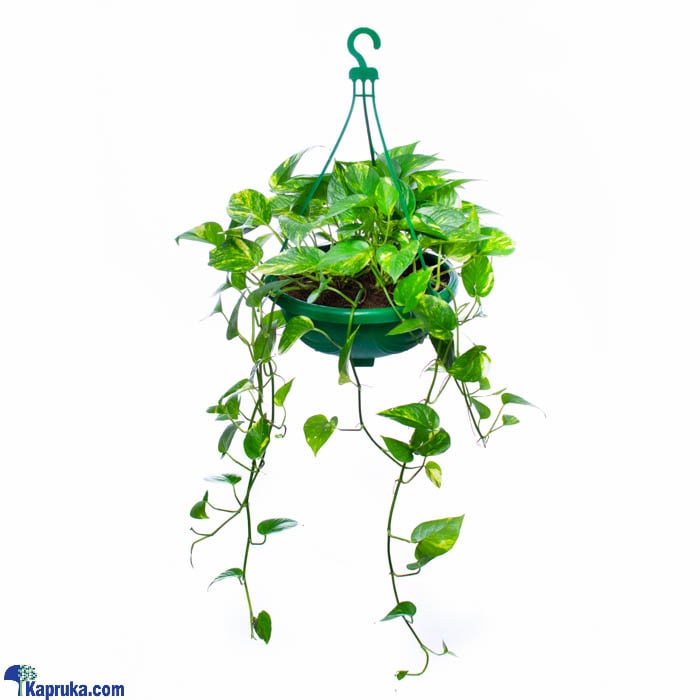 Scindapsus Aureus Hanging Pot   Online at Kapruka | Product# flowers00T1027