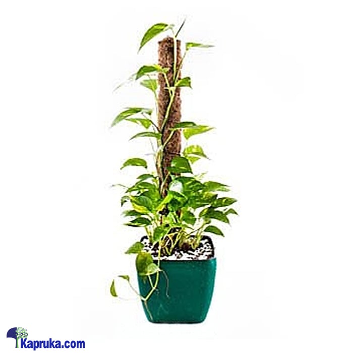 Scindapsus marble Queen Online at Kapruka | Product# flowers00T1024