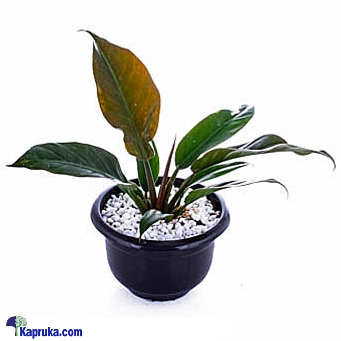 Philodendron Xanadu Online at Kapruka | Product# flowers00T1032