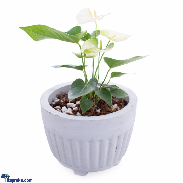 Anthurium Namora Plant Online at Kapruka | Product# flowers00T1111