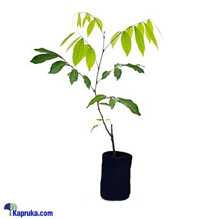 Rambutan Plant Online at Kapruka | Product# flowers00T1125