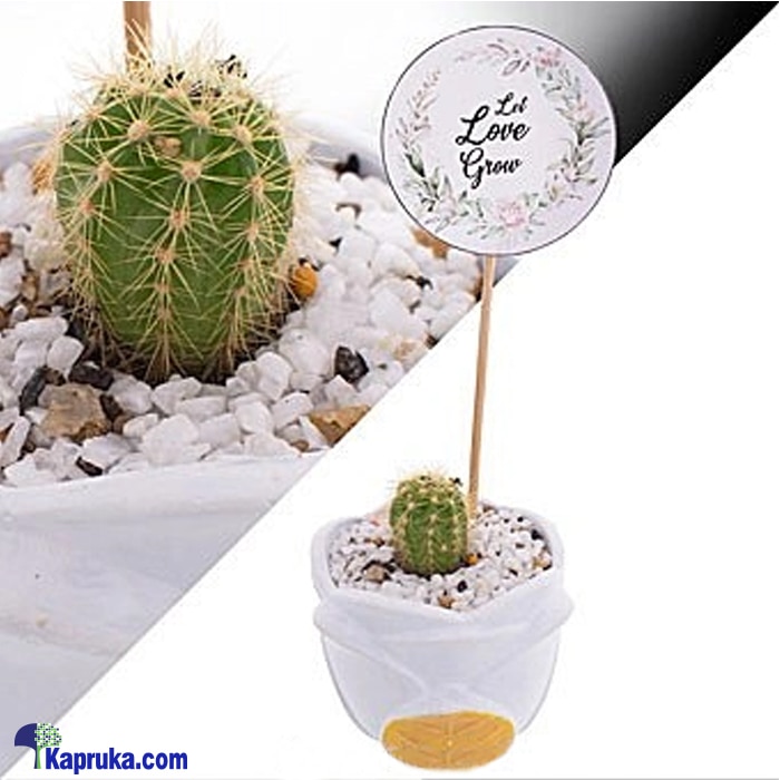 Let Love Grow Cactus Plant Online at Kapruka | Product# flowers00T1191
