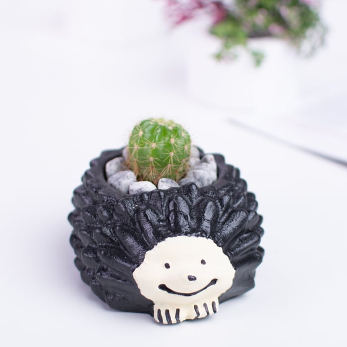 Cactus Plant In Cute Hedgehog Pot Online at Kapruka | Product# flowers00T1267