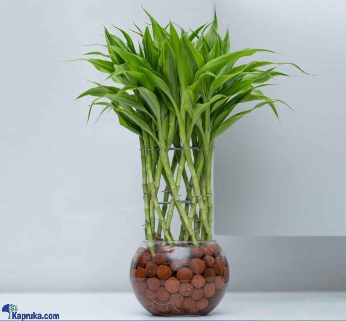 Lucky Bamboo Plant - Indoor Plant(leca Balls, Pot And Lucky Bamboo Plant) Online at Kapruka | Product# flowers00T1354