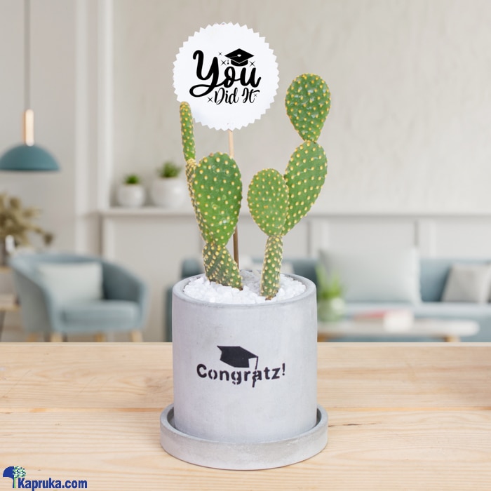Congratz And You Did It !- Cactus Plant - Gift For Achievement- Gift For Graduation Celebration Online at Kapruka | Product# flowers00T1355