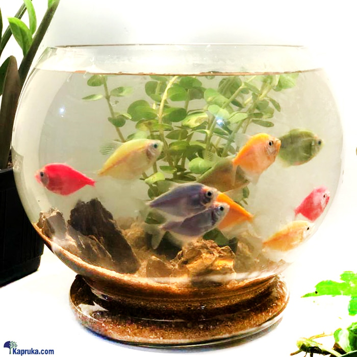 Aquarium Loveland - The Fish Glass Bowl For Lovers 4 Pairs Of Tetra Fish Online at Kapruka | Product# petcare00135