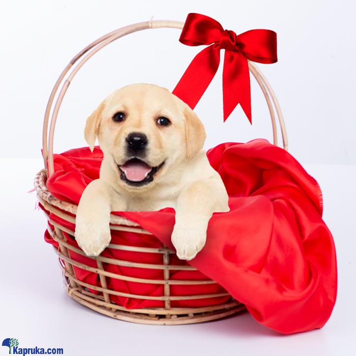 The Randy- Real Puppy - Labrador Puppies- Home For A Puppy- Gift For Dog Lovers Online at Kapruka | Product# petcare00136